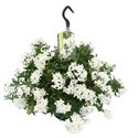 Bild von Solanum Jasminoides exclusive HP25